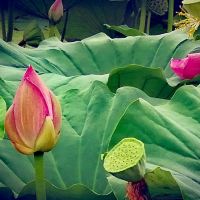 評論圖片 4