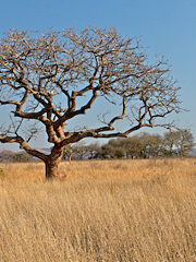 Vryheid Hill Nature Reserve
