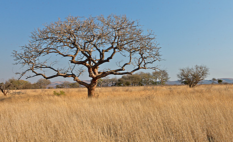Vryheid Hill Nature Reserve