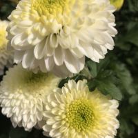 評論圖片 1