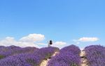 Princess Jieyou's Lavender Garden