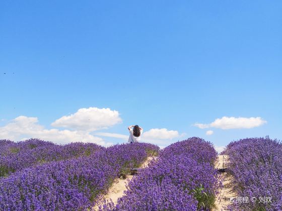 Princess Jieyou's Lavender Garden