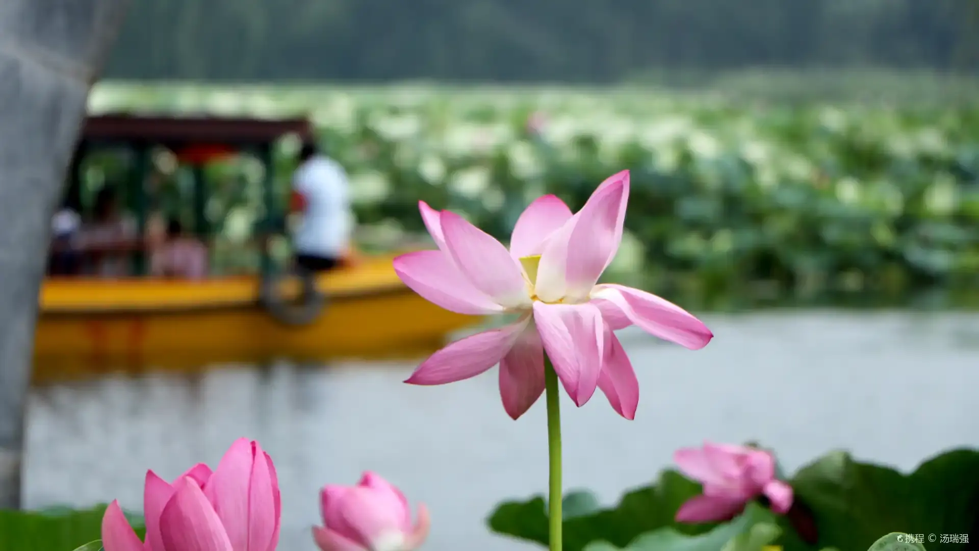 Hotels near Lotus Viewing Area
