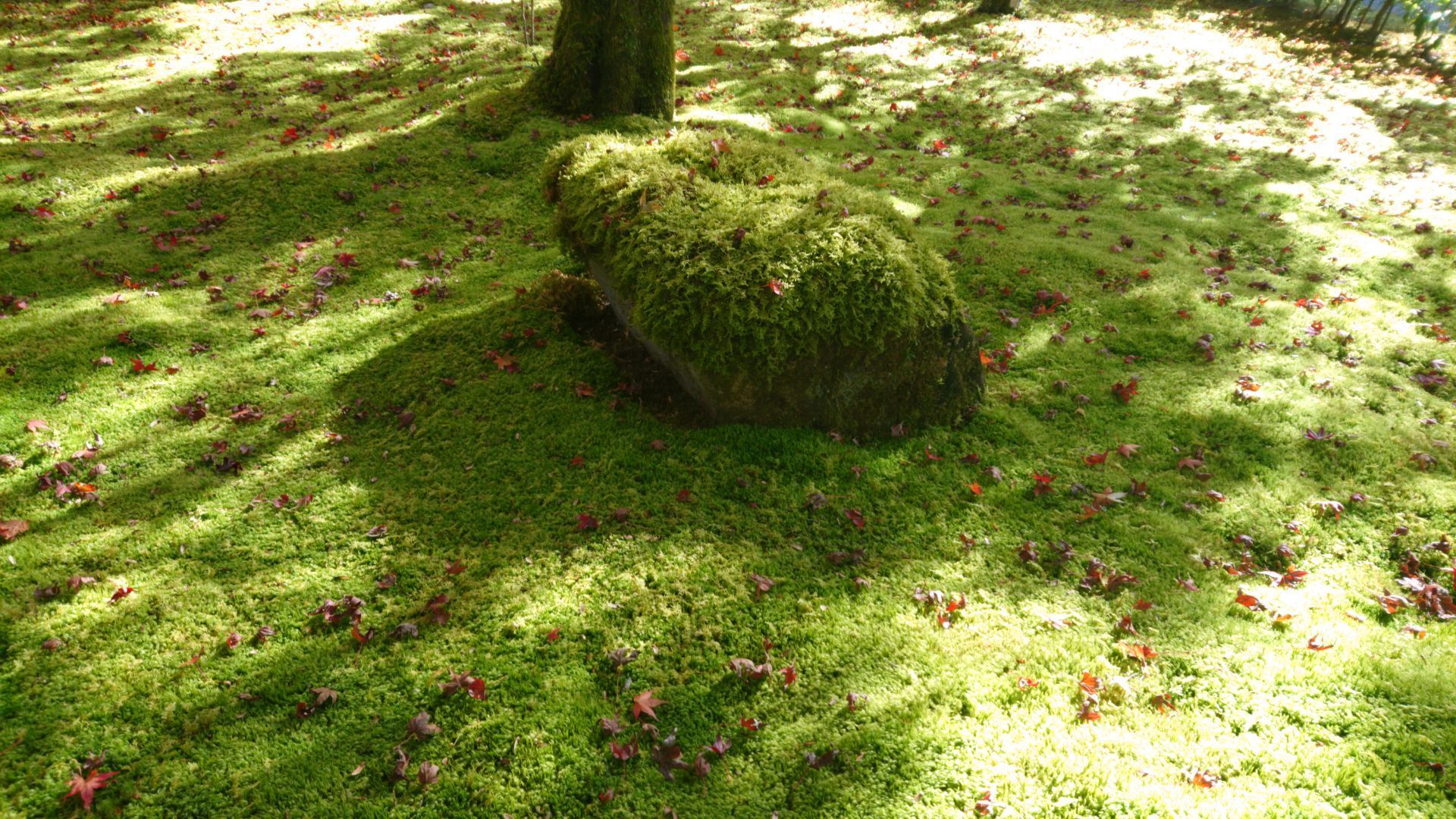 西芳寺景點評論 西芳寺門票 西芳寺優惠 西芳寺交通 地址 開放時間 西芳寺附近景點 飯店與美食 Trip Com