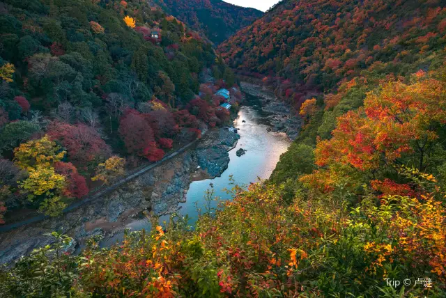 Admire Maple Leaves in Kyoto