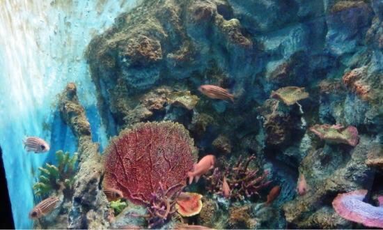 Phuket Aquarium