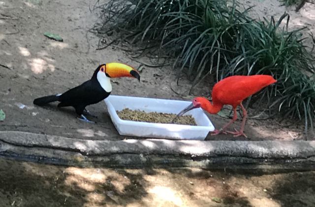 Birds Park