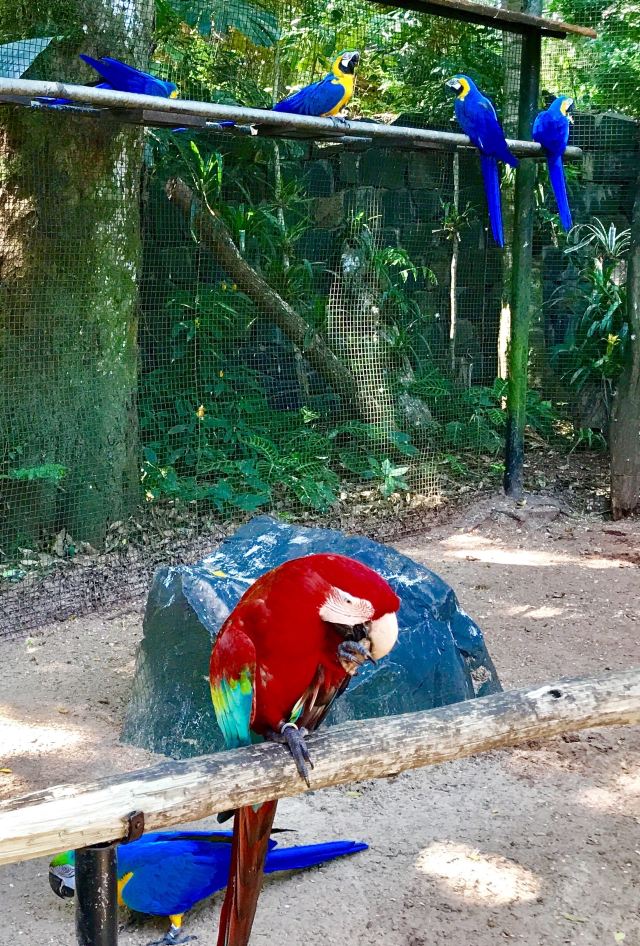 Birds Park