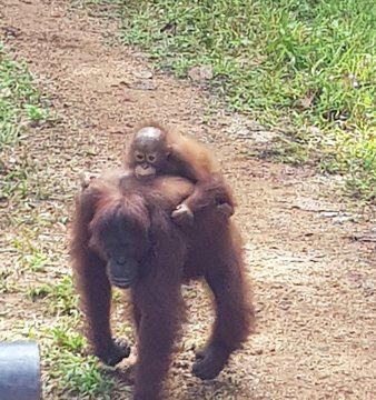 踏繽野生動物保護區