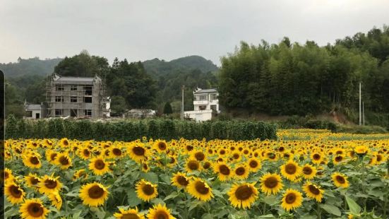 黃山風景區 四季花開的蜀源村也是非常值得一去的地方 十月正是