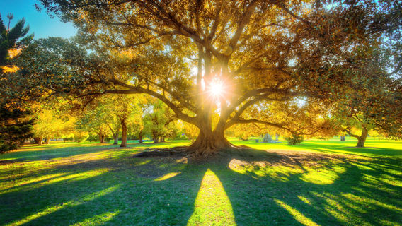 Adelaide Botanic Garden