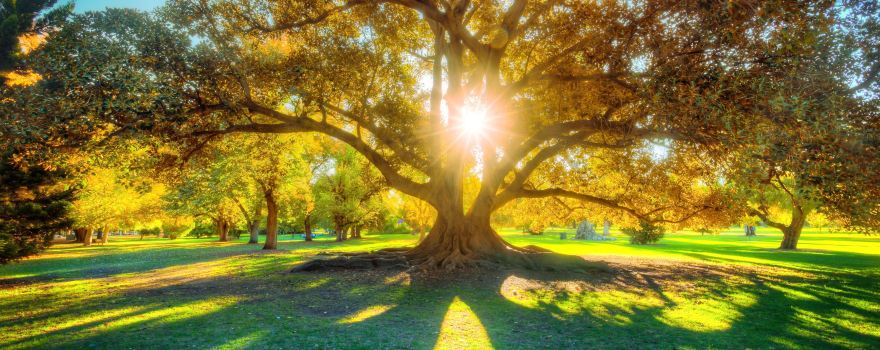 Adelaide Botanic Garden