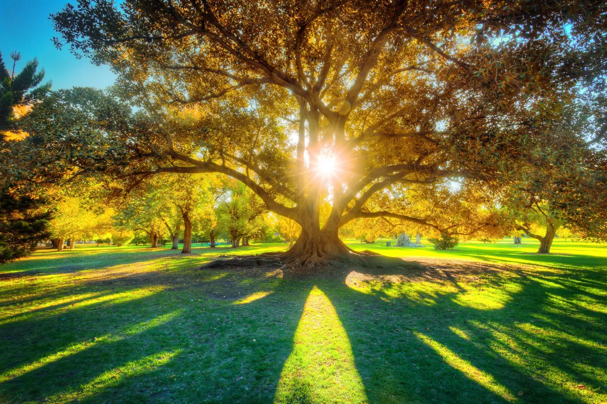 3_Adelaide Botanic Garden