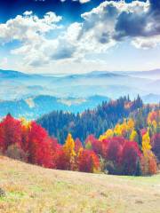 Primeval Beech Forests of the Carpathians