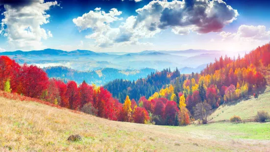 Primeval Beech Forests of the Carpathians