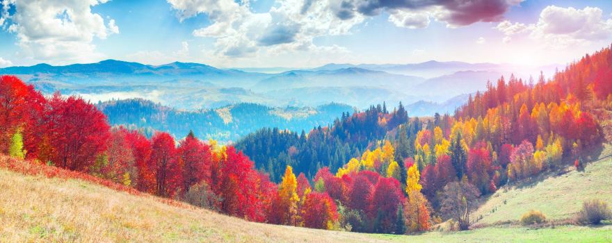 Primeval Beech Forests of the Carpathians