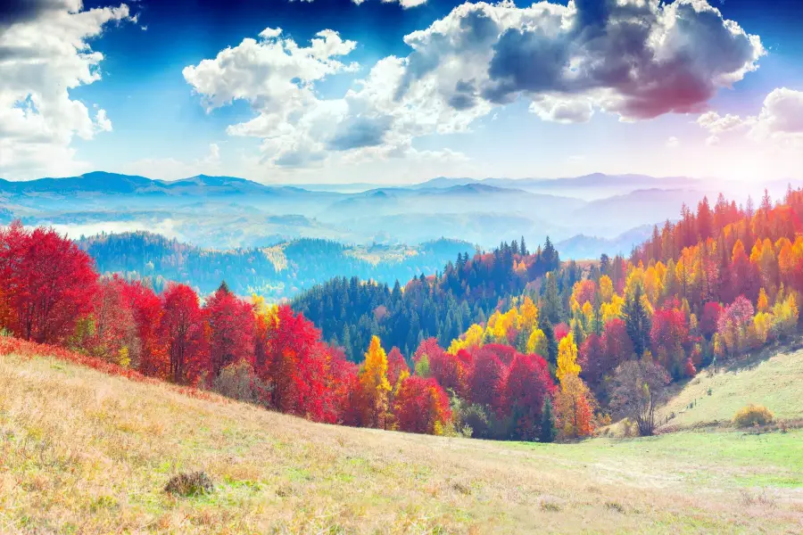 Primeval Beech Forests of the Carpathians