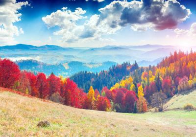 Primeval Beech Forests of the Carpathians