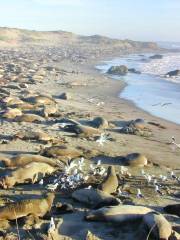 Friends Of The Elephant Seal Visitor Center and Gift Shop