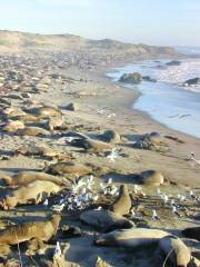 Friends Of The Elephant Seal