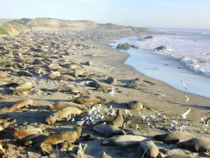 Friends Of The Elephant Seal