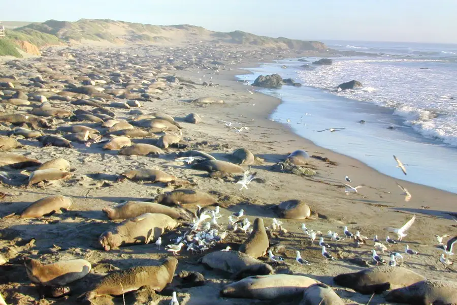 Friends Of The Elephant Seal Visitor Center and Gift Shop