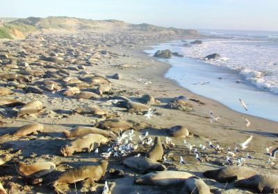 Friends Of The Elephant Seal