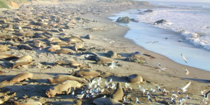 Friends Of The Elephant Seal
