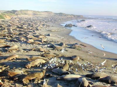 Friends of the Elephant Seal Visitor Center