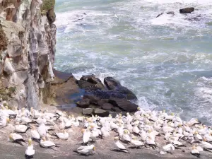 Muriwai Gannet Colony