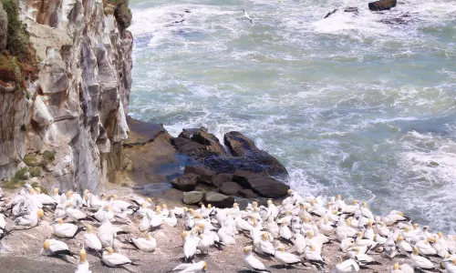Muriwai Gannet Colony