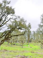 Bald Hill Natural Area