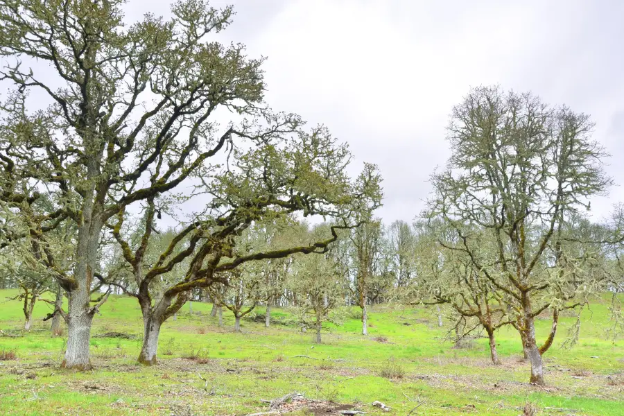 Bald Hill Natural Area