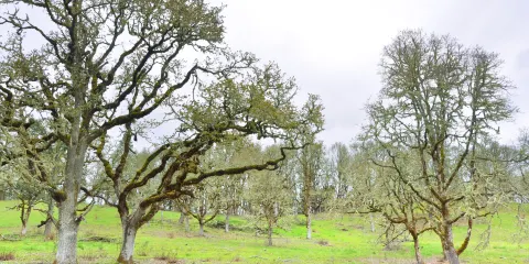 Bald Hill Natural Area