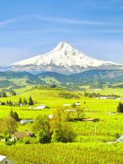 Mt. Hood National Forest