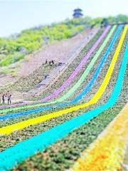 Luoyang Sea of Colorful Flowers