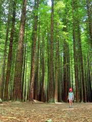 Redwoods – Whakarewarewa Forest