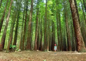 Redwoods – Whakarewarewa Forest