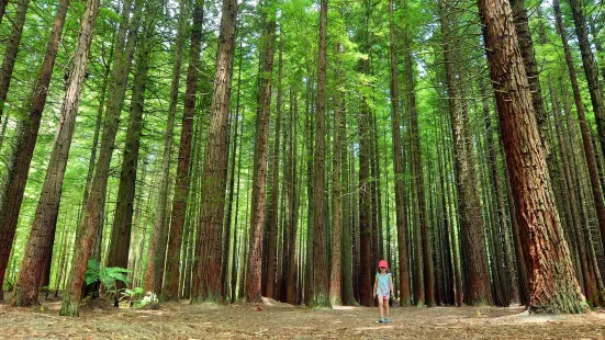 Redwoods – Whakarewarewa Forest