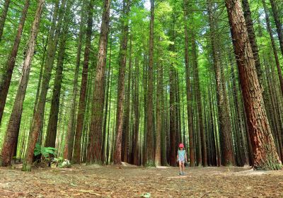 Redwoods – Whakarewarewa Forest