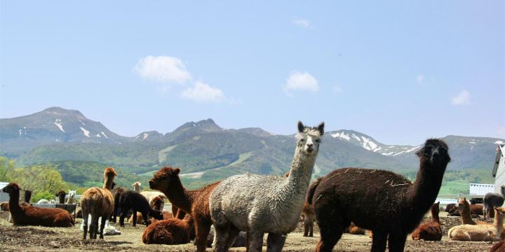 Nasu Alpaca Farm
