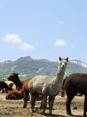 Nasu Alpaca Farm