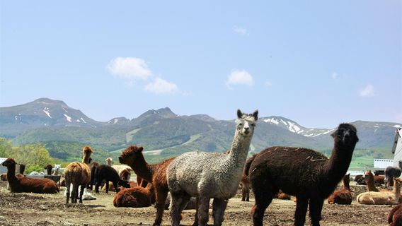 Nasu Alpaca Farm