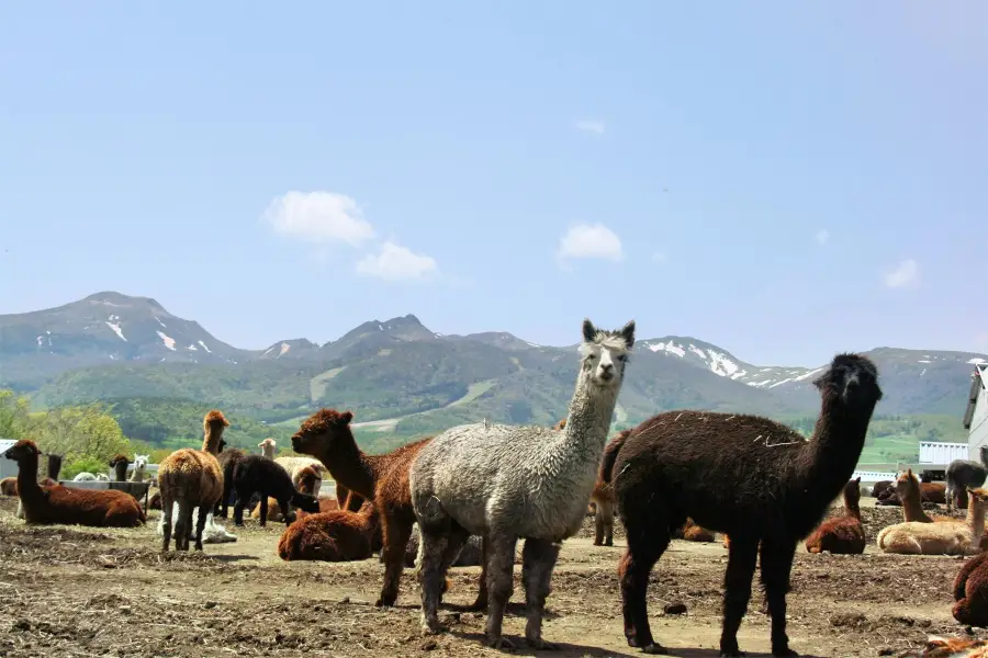 Nasu Alpaca Farm