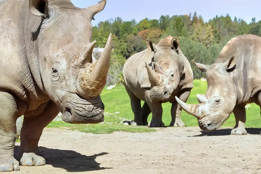 聖地亞哥野生動物園