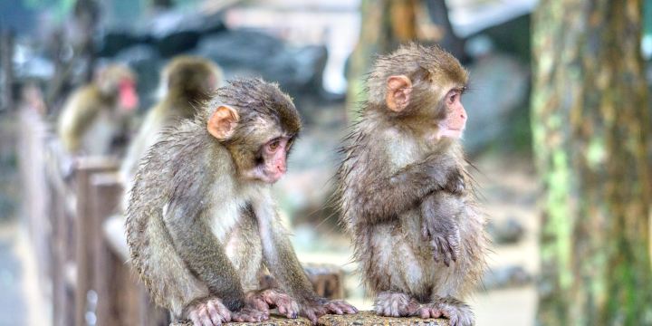 高崎山自然動物園