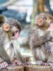 高崎山自然動物園