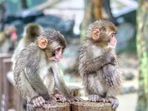 高崎山自然動物園