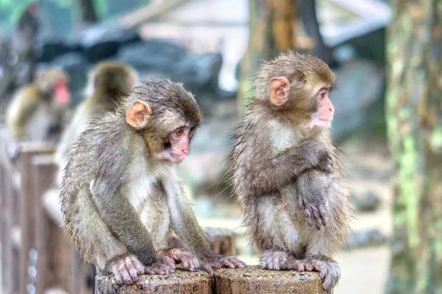 高崎山自然動物園