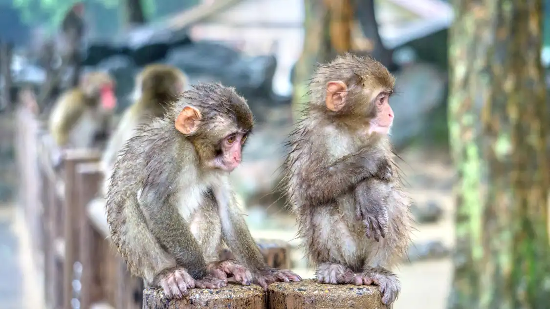 Hotels near Takasakiyama Natural Zoological Garden